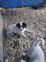 Shelby, a female Border Collie and Great Pyrenees for sale in Homer, MI – 6 of 7