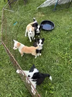 Oreo, a male Australian Cattle Dog and Australian Shepherd for sale in Homer, MI – 6 of 6