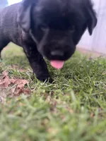 Rex, a male Labrador Retriever for sale in Homer, MI – Photo 2 of 6