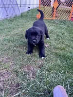 Rex, a male Labrador Retriever for sale in Homer, MI – Photo 6 of 6