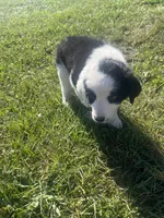 Moose, a male Border Collie and Great Pyrenees for sale in Homer, MI – 7 of 10
