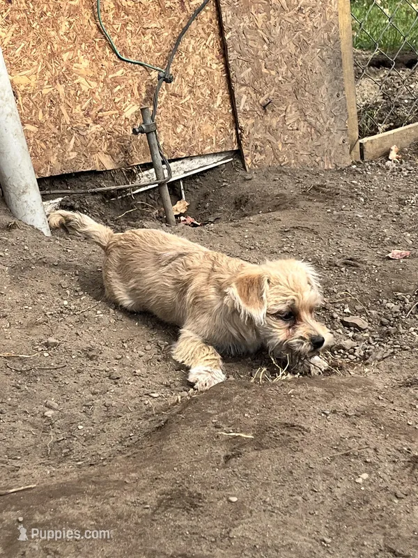 Sammy, a male Cairn Terrier for sale in Homer, MI – Photo 1 of 5