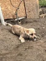 Sammy, a male Cairn Terrier for sale in Homer, MI – Photo 1 of 5