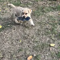 Sammy, a male Cairn Terrier for sale in Homer, MI – Photo 3 of 5