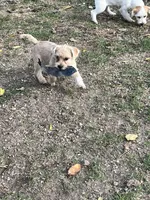 Sammy, a male Cairn Terrier for sale in Homer, MI – Photo 3 of 5