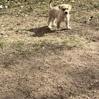 Sammy, a male Cairn Terrier for sale in Homer, MI – Photo 2 of 5