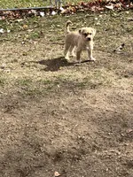 Sammy, a male Cairn Terrier for sale in Homer, MI – Photo 2 of 5