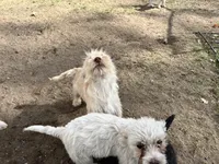 Sammy, a male Cairn Terrier for sale in Homer, MI – Photo 5 of 5