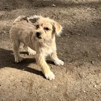 Sammy, a male Cairn Terrier for sale in Homer, MI – Photo 4 of 5