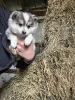 Luna , a female Norwegian Elkhound for sale in Homer, MI – 6 of 7