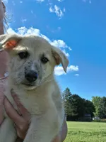 Timber, a male German Shepherd Dog and Anatolian Shepherd Dog for sale in Homer, MI – 3 of 9