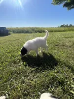 Axe, a male Border Collie and Great Pyrenees for sale in Homer, MI – 4 of 7