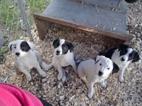 Shelby, a female Border Collie and Great Pyrenees for sale in Homer, MI – 3 of 7