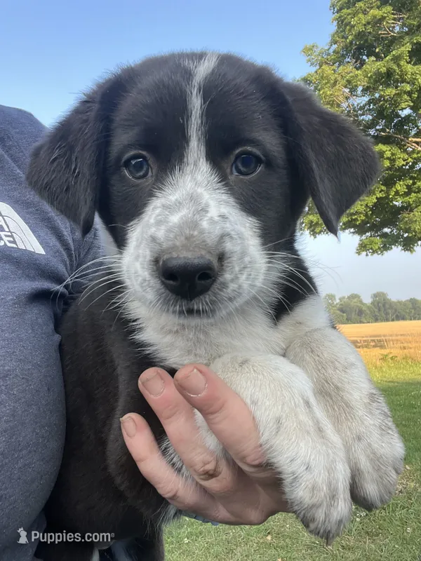 Maddy – Border Collie, Old English Sheepdog puppy for sale in Homer, MI