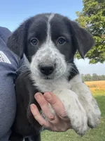 Maddy, a female Border Collie and Old English Sheepdog for sale in Homer, MI – 2 of 8