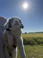 Moose, a male Border Collie and Great Pyrenees for sale in Homer, MI – 7 of 10