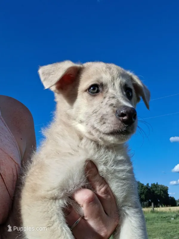 Timber – German Shepherd Dog, Anatolian Shepherd Dog puppy for sale in Homer, MI