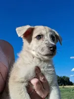 Timber, a male German Shepherd Dog and Anatolian Shepherd Dog for sale in Homer, MI – 1 of 9