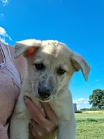 Timber, a male German Shepherd Dog and Anatolian Shepherd Dog for sale in Homer, MI – 4 of 9
