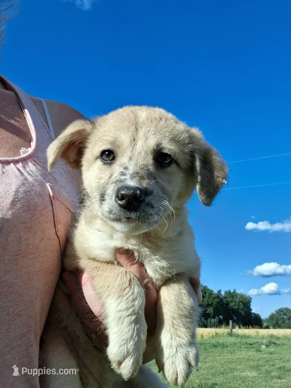 Mally – German Shepherd Dog, Anatolian Shepherd Dog puppy for sale in Homer, MI
