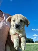 Mally, a female German Shepherd Dog and Anatolian Shepherd Dog for sale in Homer, MI – 1 of 8