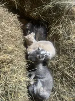Timber, a male Norwegian Elkhound for sale in Homer, MI – 3 of 5