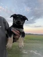 Tracker , a male German Shepherd Dog for sale in Homer, MI – 2 of 3