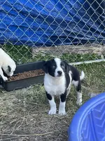 Trigger , a male Border Collie and Great Pyrenees for sale in Homer, MI – 2 of 9