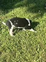 Trigger , a male Border Collie and Great Pyrenees for sale in Homer, MI – 6 of 9