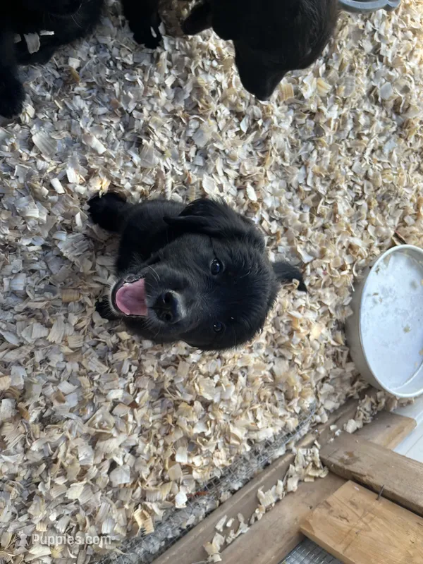 Nova  – Bernese Mountain Dog, Golden Retriever puppy for sale in Homer, MI