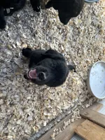 Nova , a female Bernese Mountain Dog and Golden Retriever for sale in Homer, MI – 1 of 6