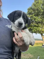 Maddy, a female Border Collie and Old English Sheepdog for sale in Homer, MI – 3 of 8