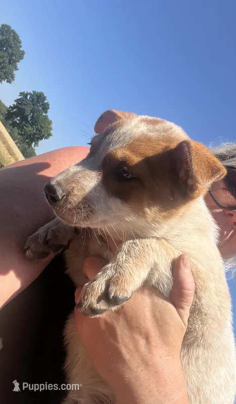 Foxy – Australian Stumpy Tail Cattle Dog puppy for sale in Homer, MI