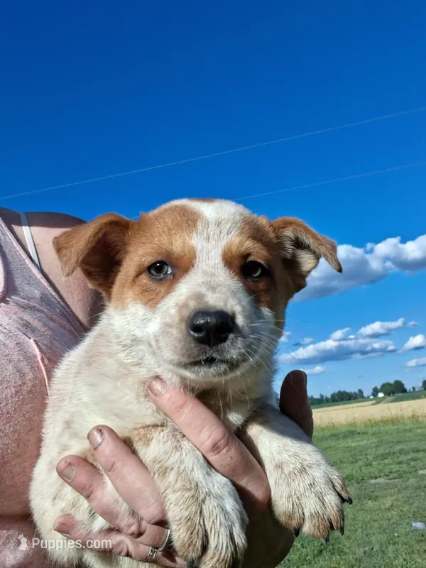 Foxy – Australian Stumpy Tail Cattle Dog puppy for sale in Homer, MI