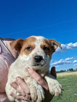 Foxy, a female Australian Stumpy Tail Cattle Dog for sale in Homer, MI – 1 of 8