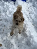 Sammy, a male Cairn Terrier for sale in Homer, MI – Photo 6 of 6