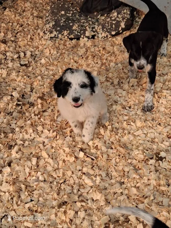 Max  – Border Collie, Old English Sheepdog puppy for sale in Homer, MI