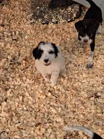 Max , a male Border Collie and Old English Sheepdog for sale in Homer, MI – 6 of 7