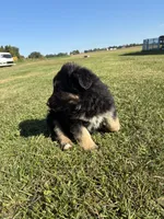 Gunner, a male German Shepherd Dog for sale in Homer, MI – 7 of 9