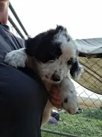 Max , a male Border Collie and Old English Sheepdog for sale in Homer, MI – 2 of 7