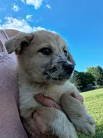 Mally, a female German Shepherd Dog and Anatolian Shepherd Dog for sale in Homer, MI – 3 of 8