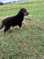 Nala, a female German Shepherd Dog for sale in Homer, MI – 6 of 7