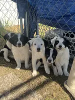 Trigger , a male Border Collie and Great Pyrenees for sale in Homer, MI – 7 of 9