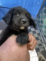 Buddy, a male Bernese Mountain Dog and Golden Retriever for sale in Homer, MI – 3 of 5