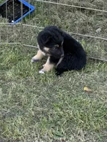 Gunner, a male German Shepherd Dog for sale in Homer, MI – 5 of 9