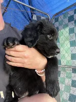 Nova , a female Bernese Mountain Dog and Golden Retriever for sale in Homer, MI – 5 of 6