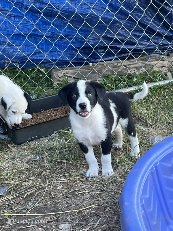Trigger  – Border Collie, Great Pyrenees puppy for sale in Homer, MI