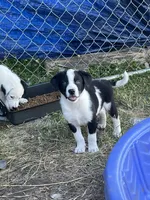 Trigger , a male Border Collie and Great Pyrenees for sale in Homer, MI – 1 of 9