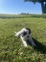 Moose, a male Border Collie and Great Pyrenees for sale in Homer, MI – 8 of 10