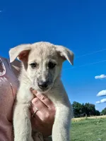 Timber, a male German Shepherd Dog and Anatolian Shepherd Dog for sale in Homer, MI – 6 of 9